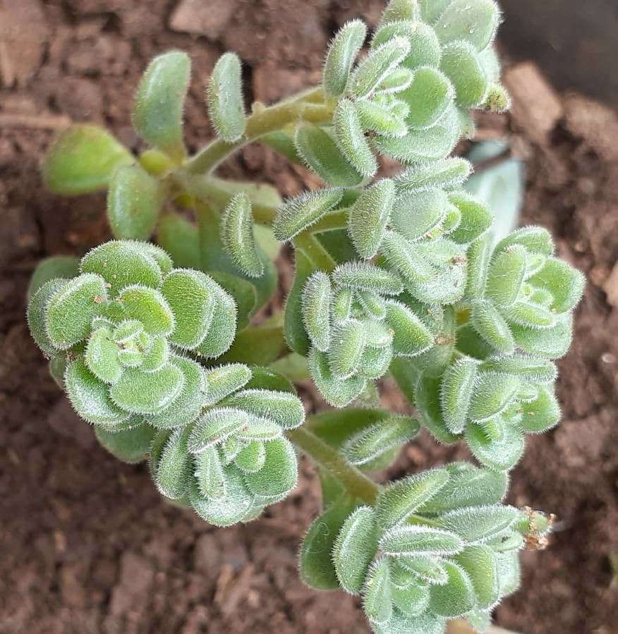 Sedum di Nevius 3