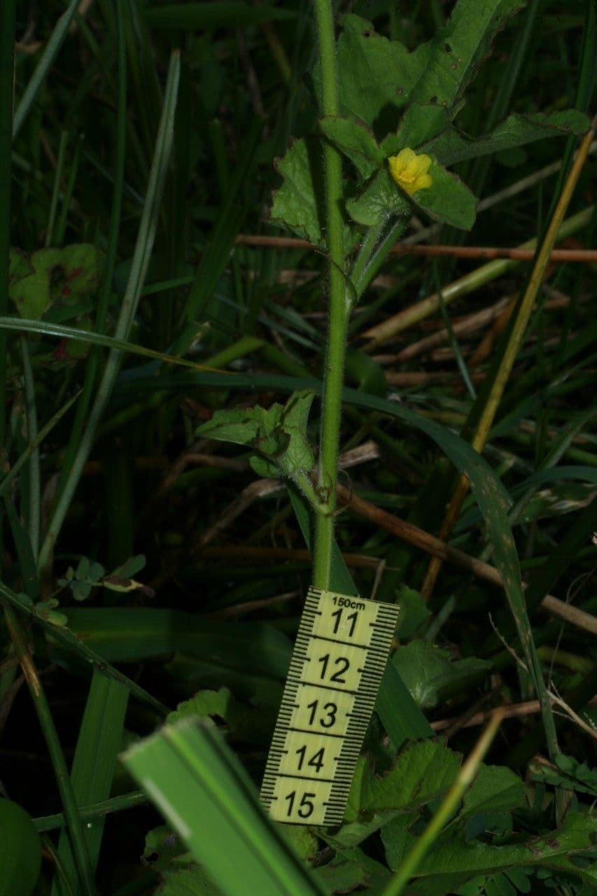Malachra 13