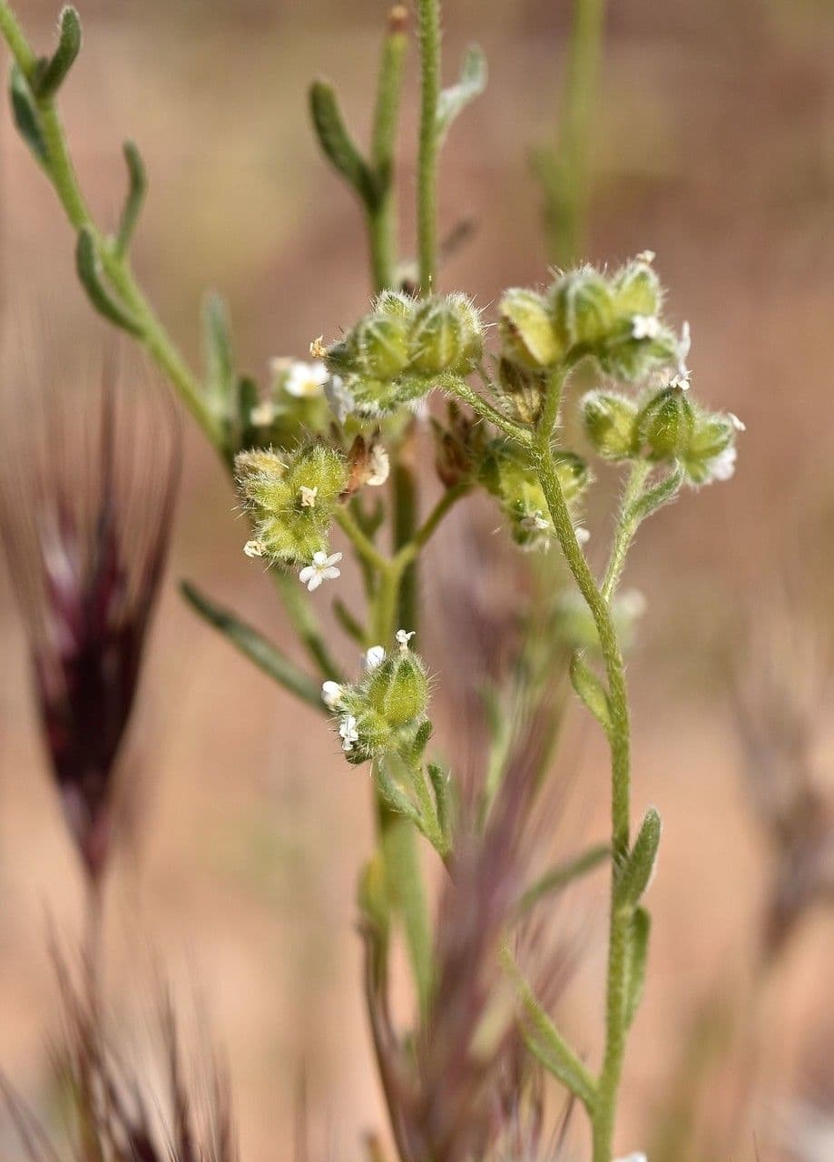 Cryptantha pterocarya 4