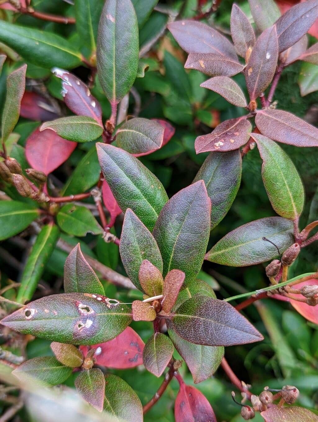 Rododendron karolínský 7