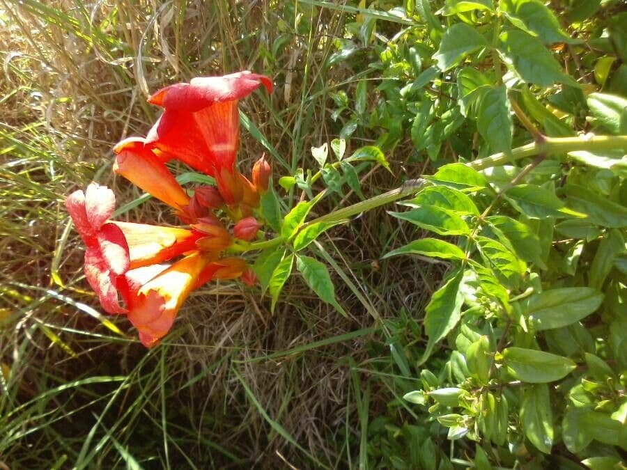 Trompeta de Virginia 26