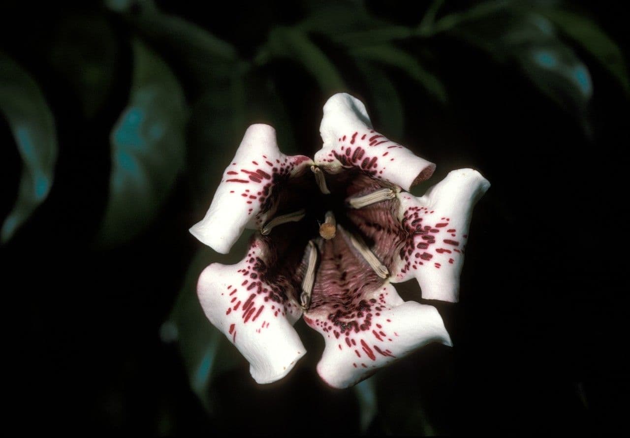 Rothmannia longiflora