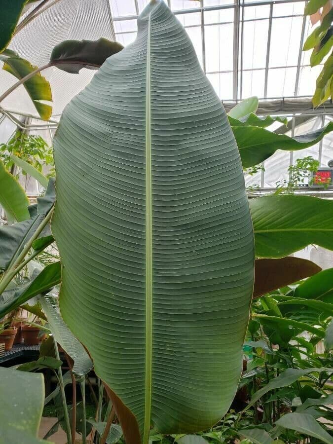 Heliconia 8
