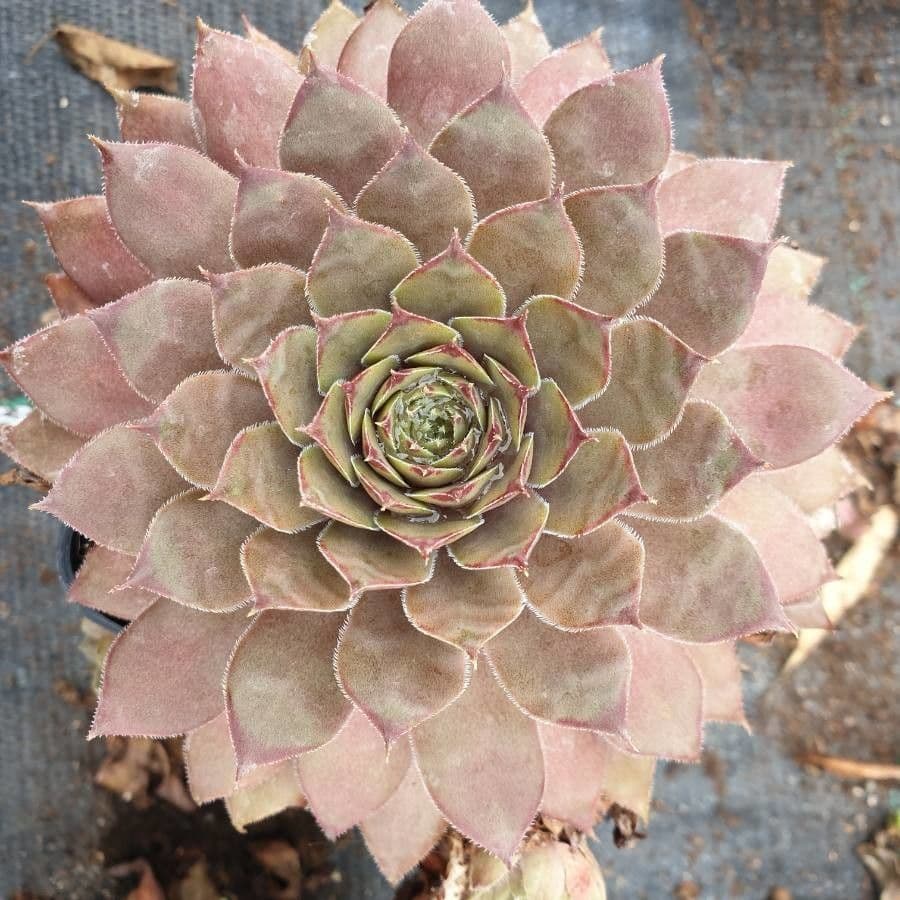 Semprevivo maggiore 7