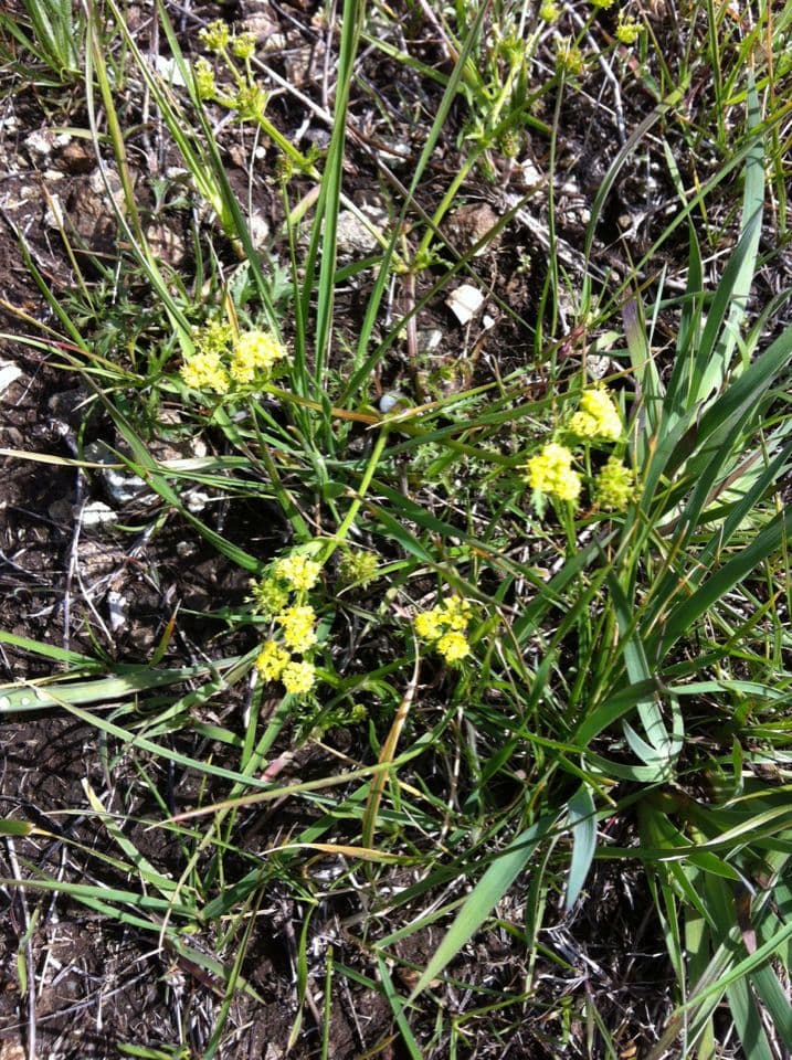 Sanicula tuberosa 8