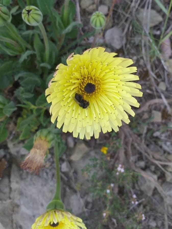 Tolpis barbata 9