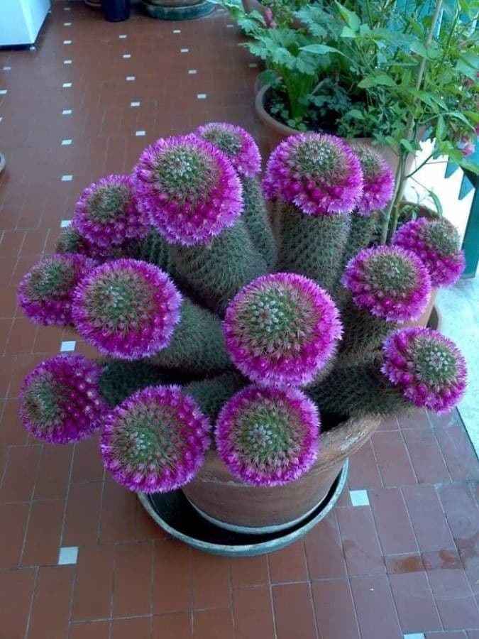 Mammillaria 10