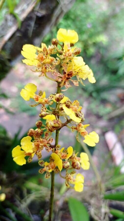 Trichocentrum cebolleta 4