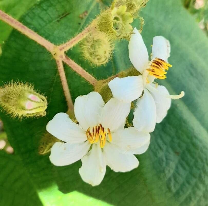 Miconia