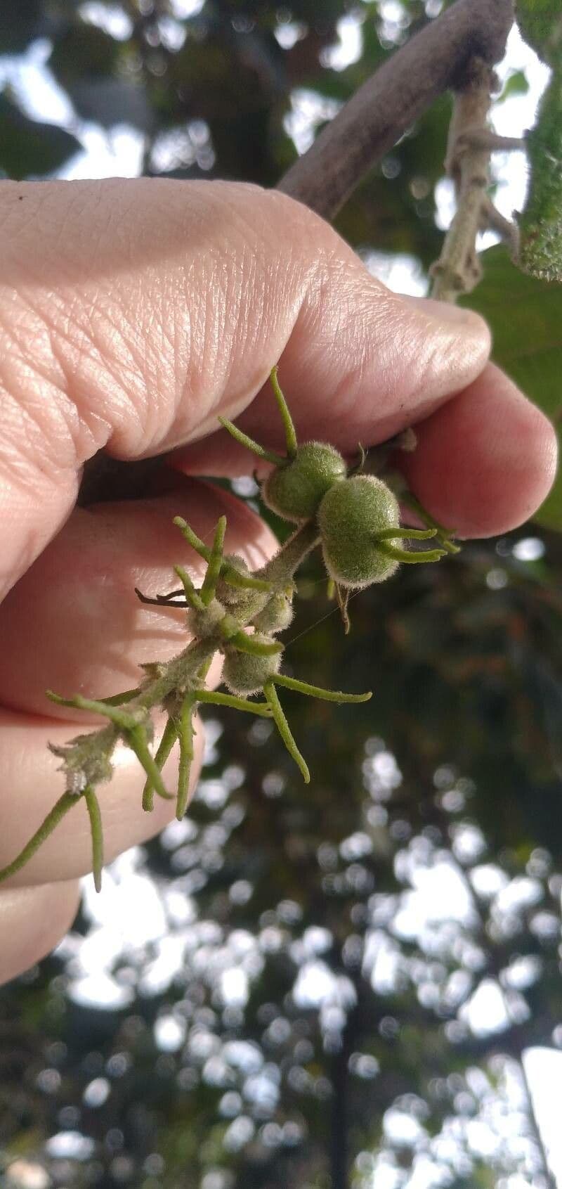Sterculia