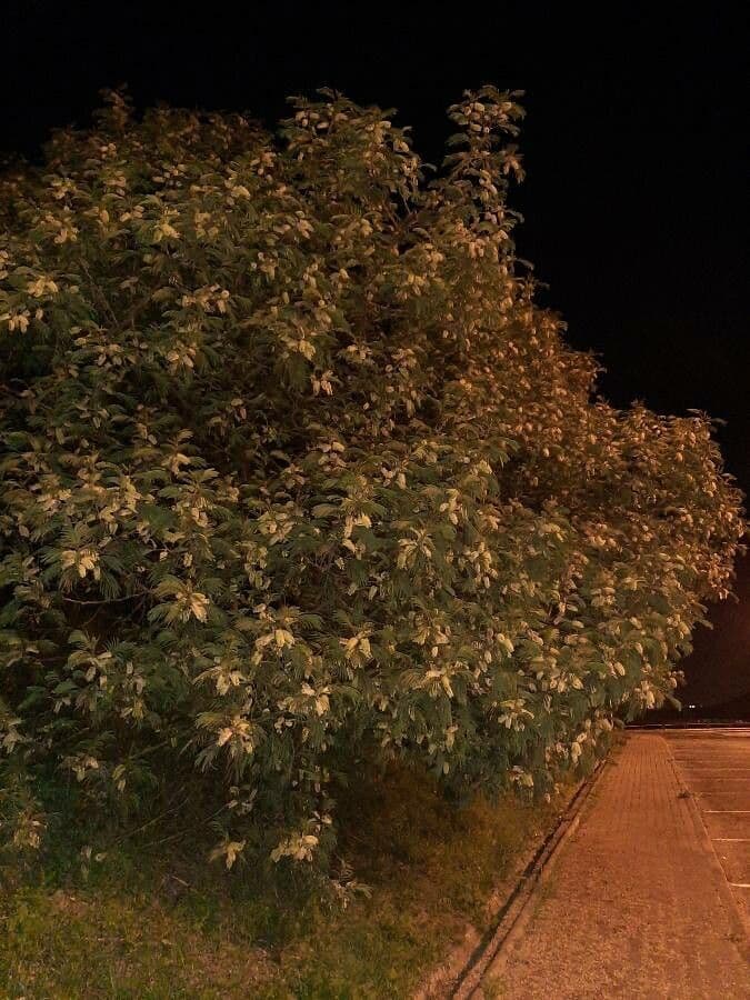 Albizia australiana 12
