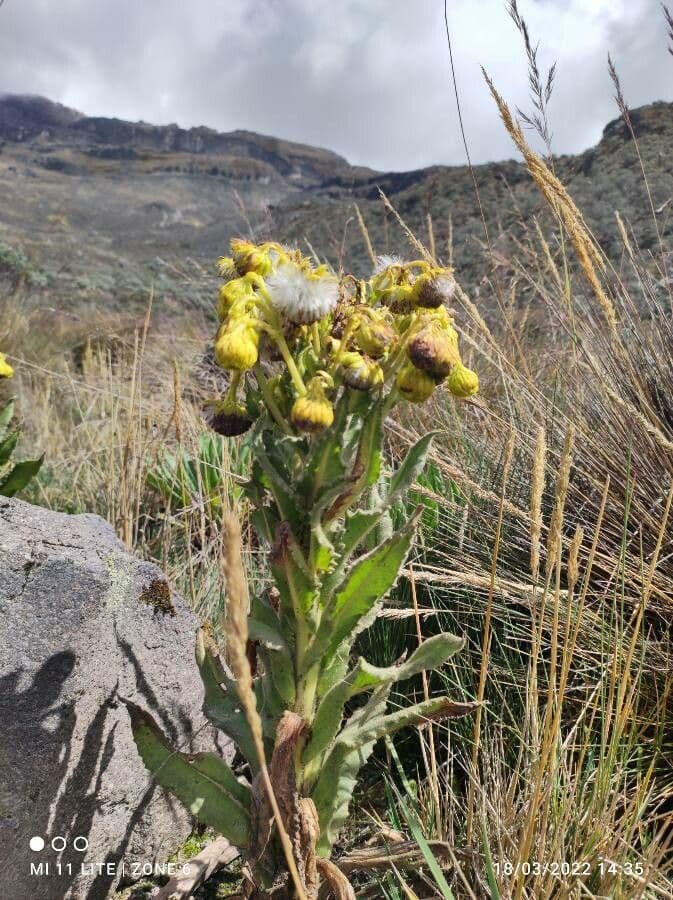 Senecio 13