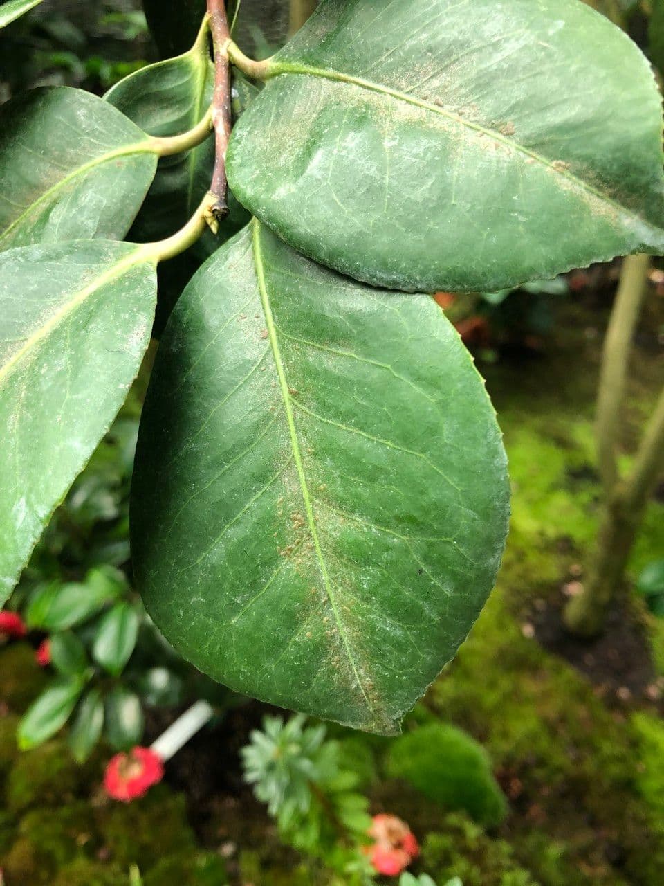 Camelia oleifera 18
