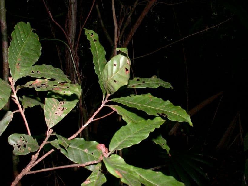 Pouteria durlandii 25