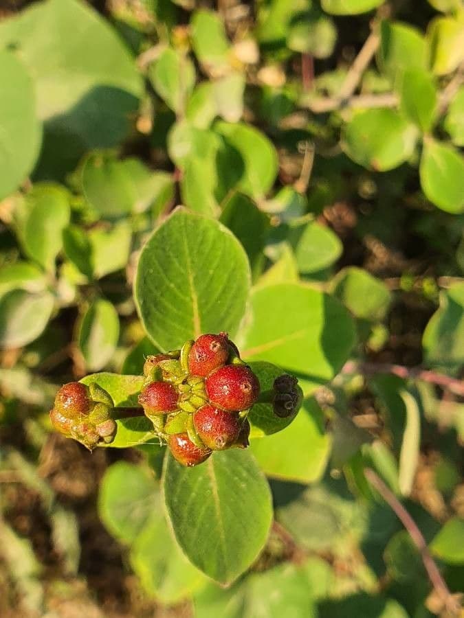 Psychotria 12