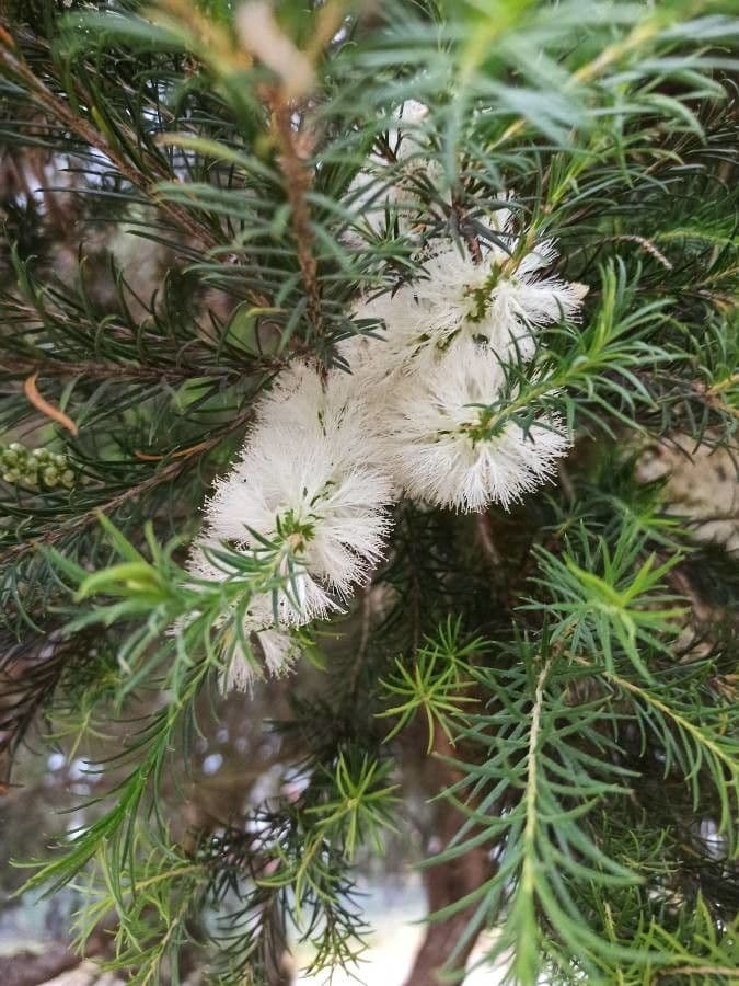 Melaleuca ericifolia 4