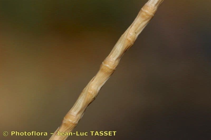 Hainardia cylindrica