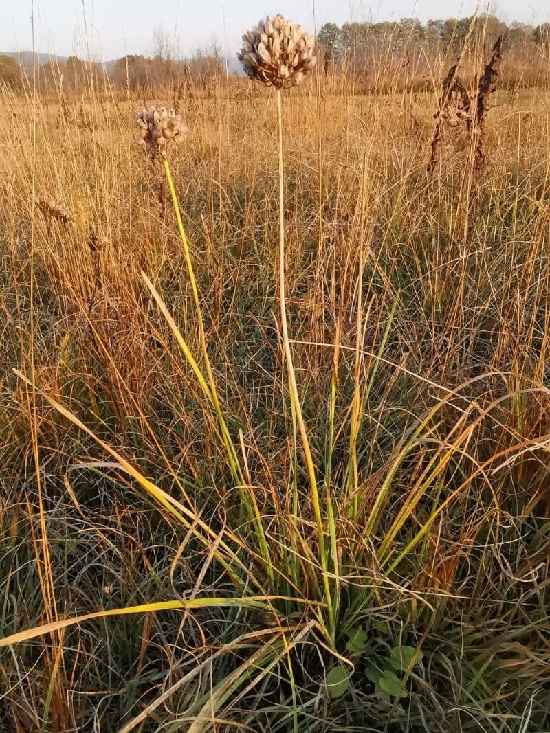 Allium suaveolens 15