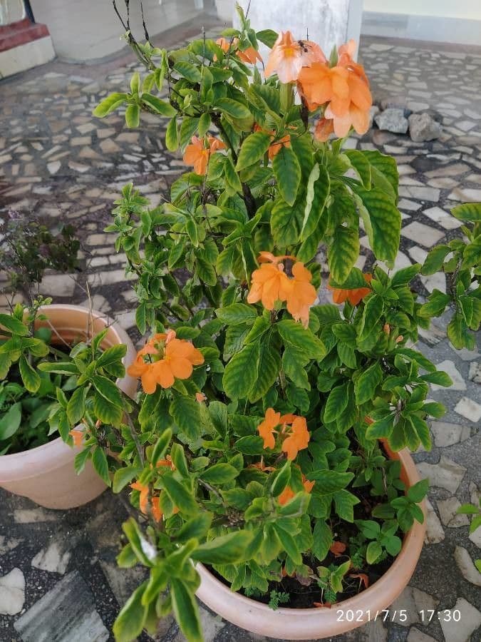 Crossandra 2