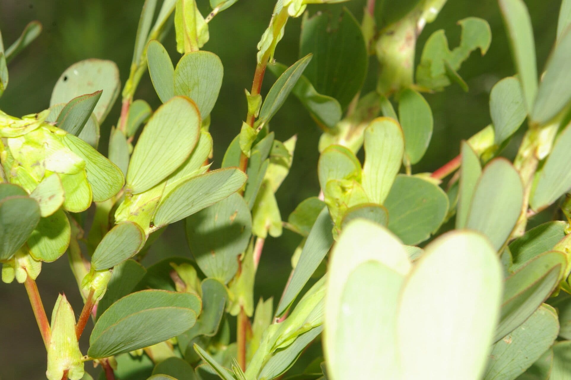 Cassia diphylla 4