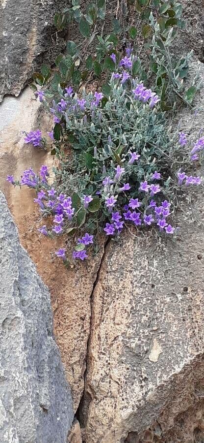 Campanula 5