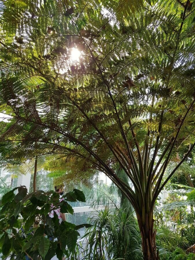 Sphaeropteris 7