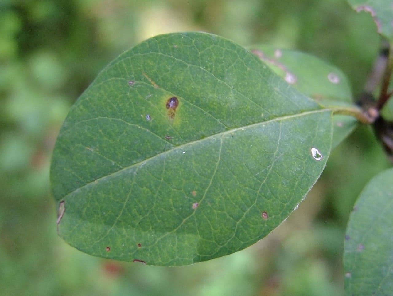 Cotoneaster 18