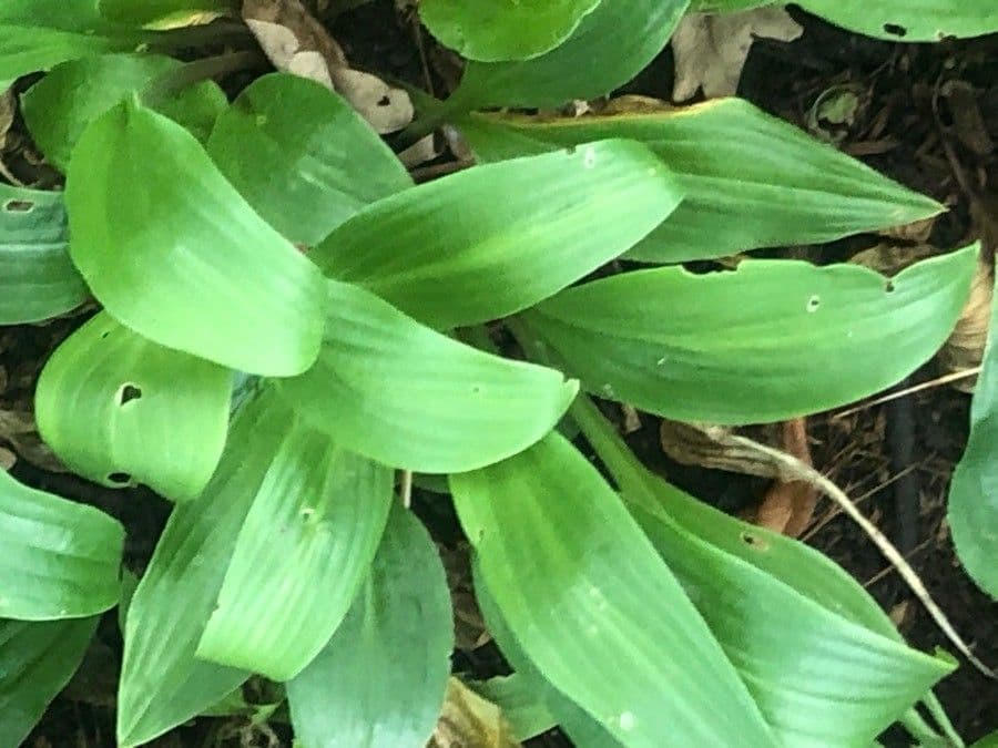 Hosta 2