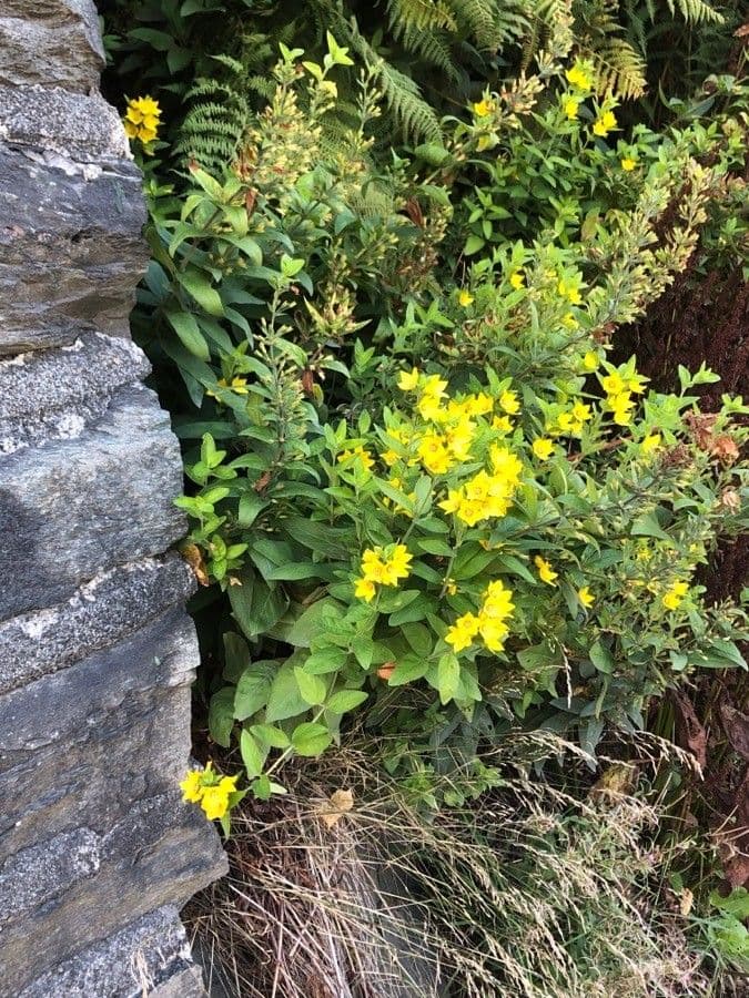 Mazzasorda 14