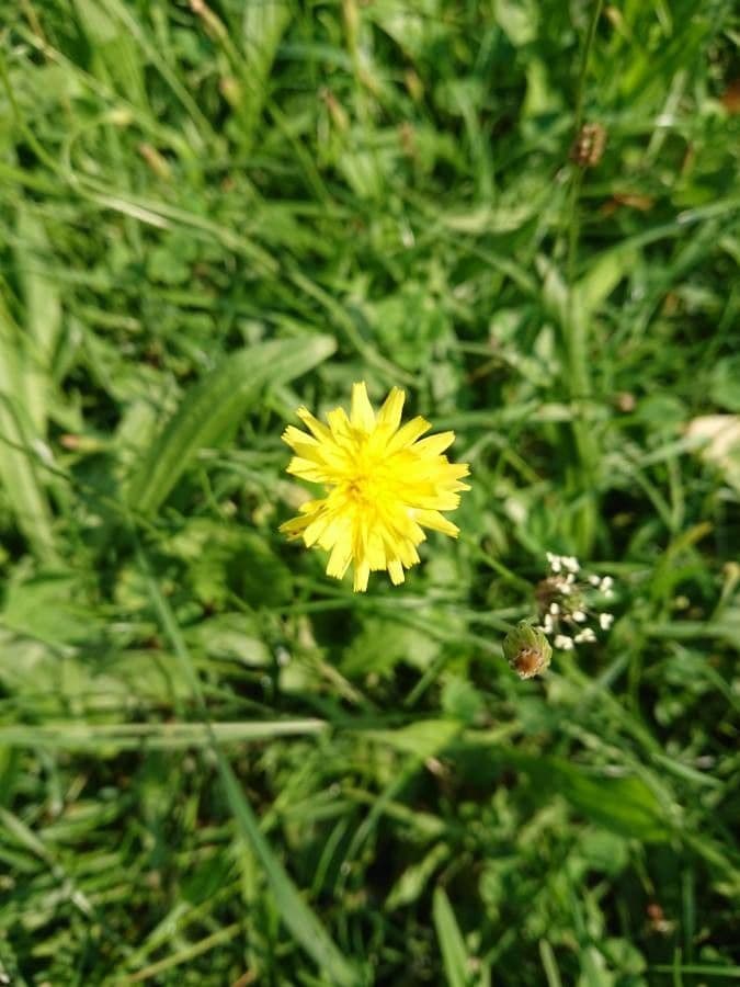 Radicchiella bienne 9