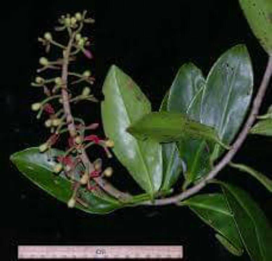 Souroubea 16