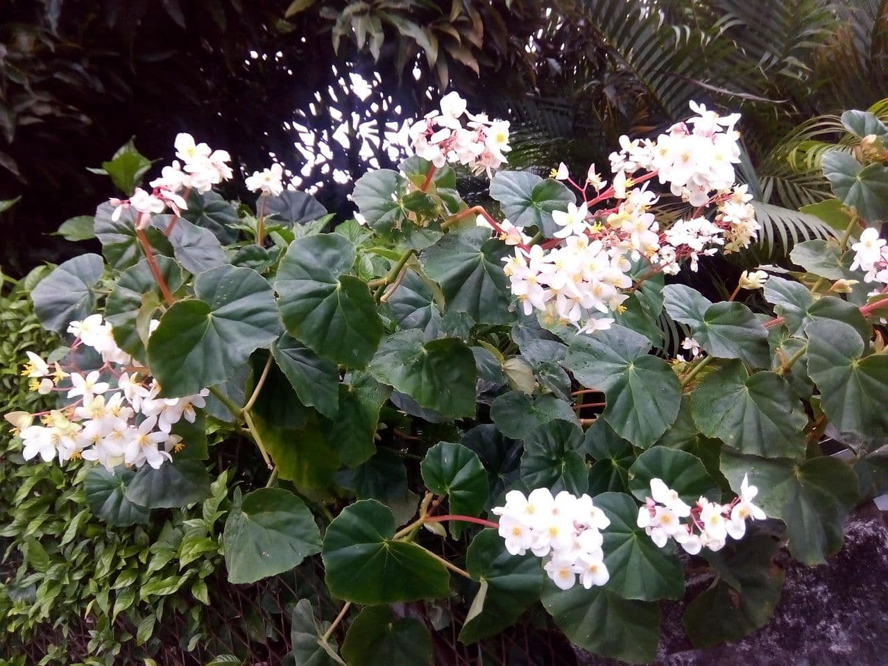 Begonia 10