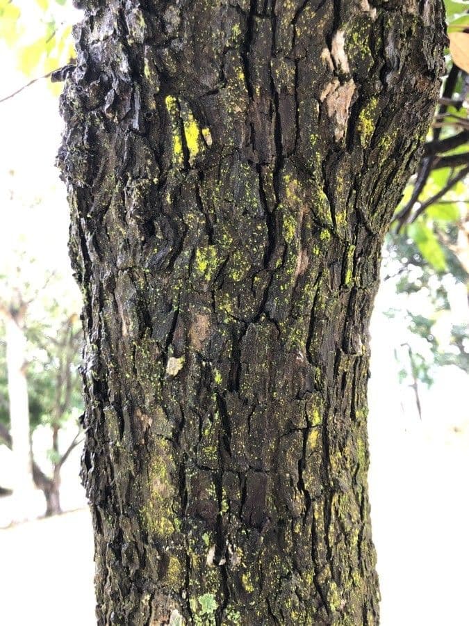 Scorodocarpus 2