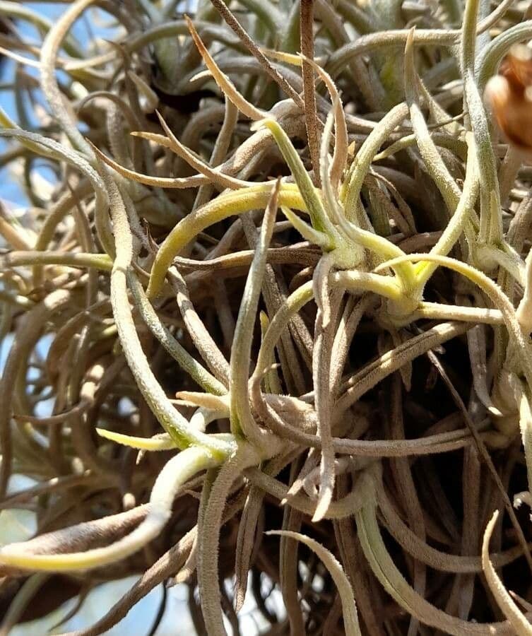 Tillandsia ritorta 2