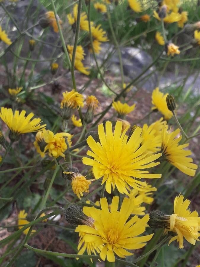 Hieracium 6