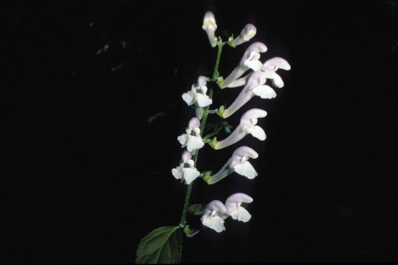 Scutellaria 2