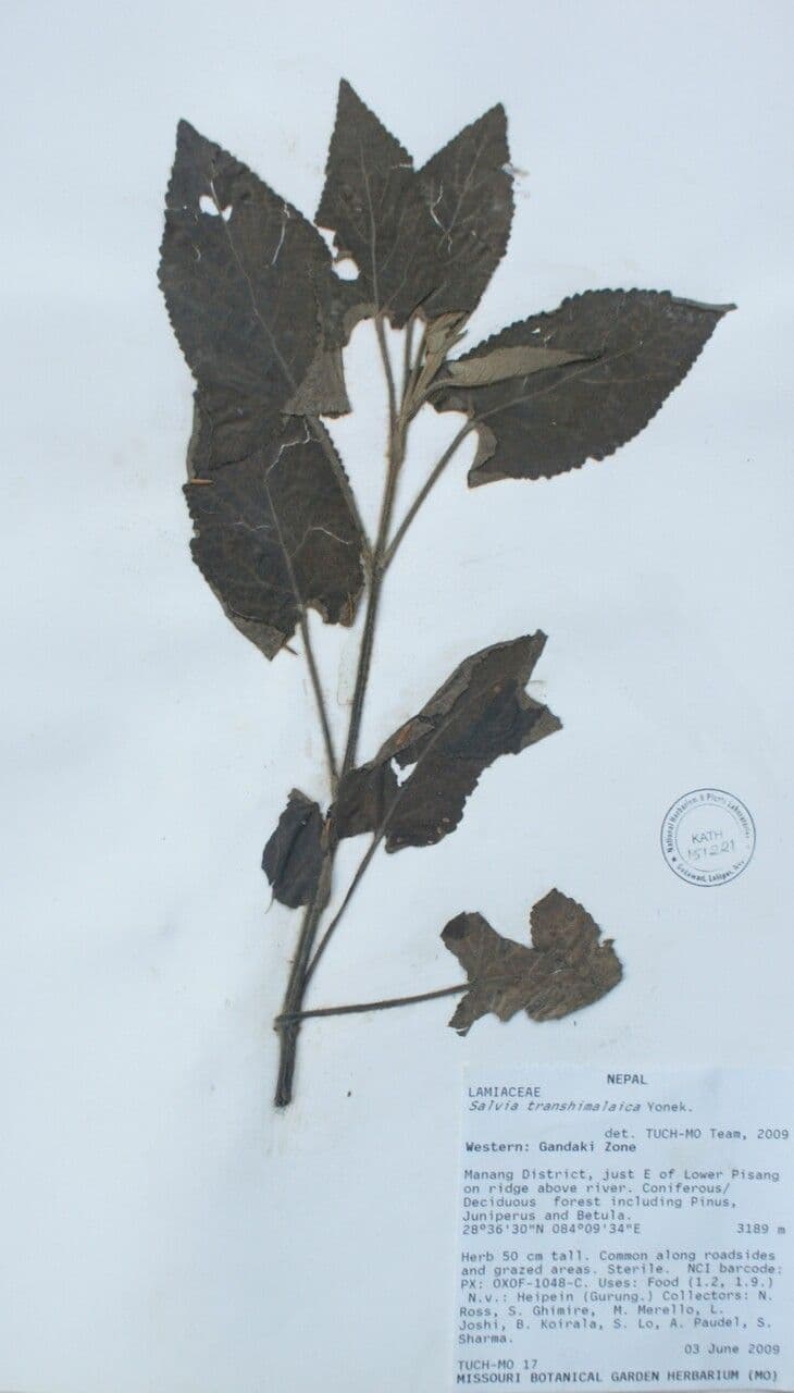Salvia 13