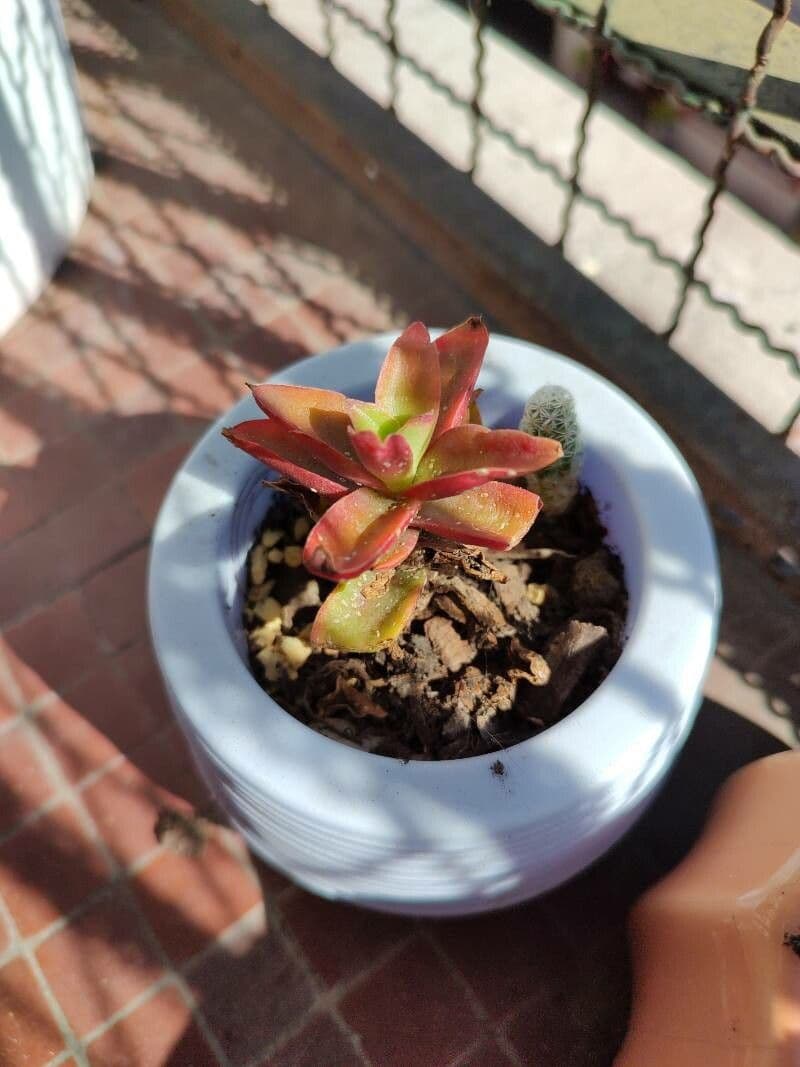 Echeveria 4