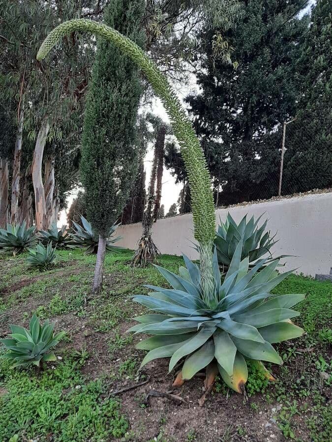Agave lanuginosa 6