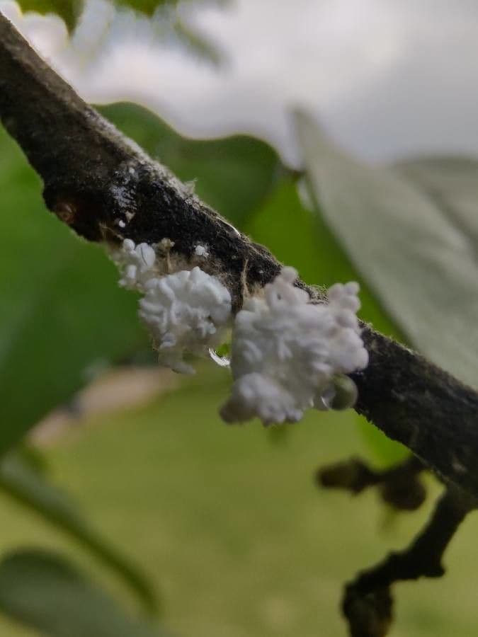 Cedrela fissilis 6