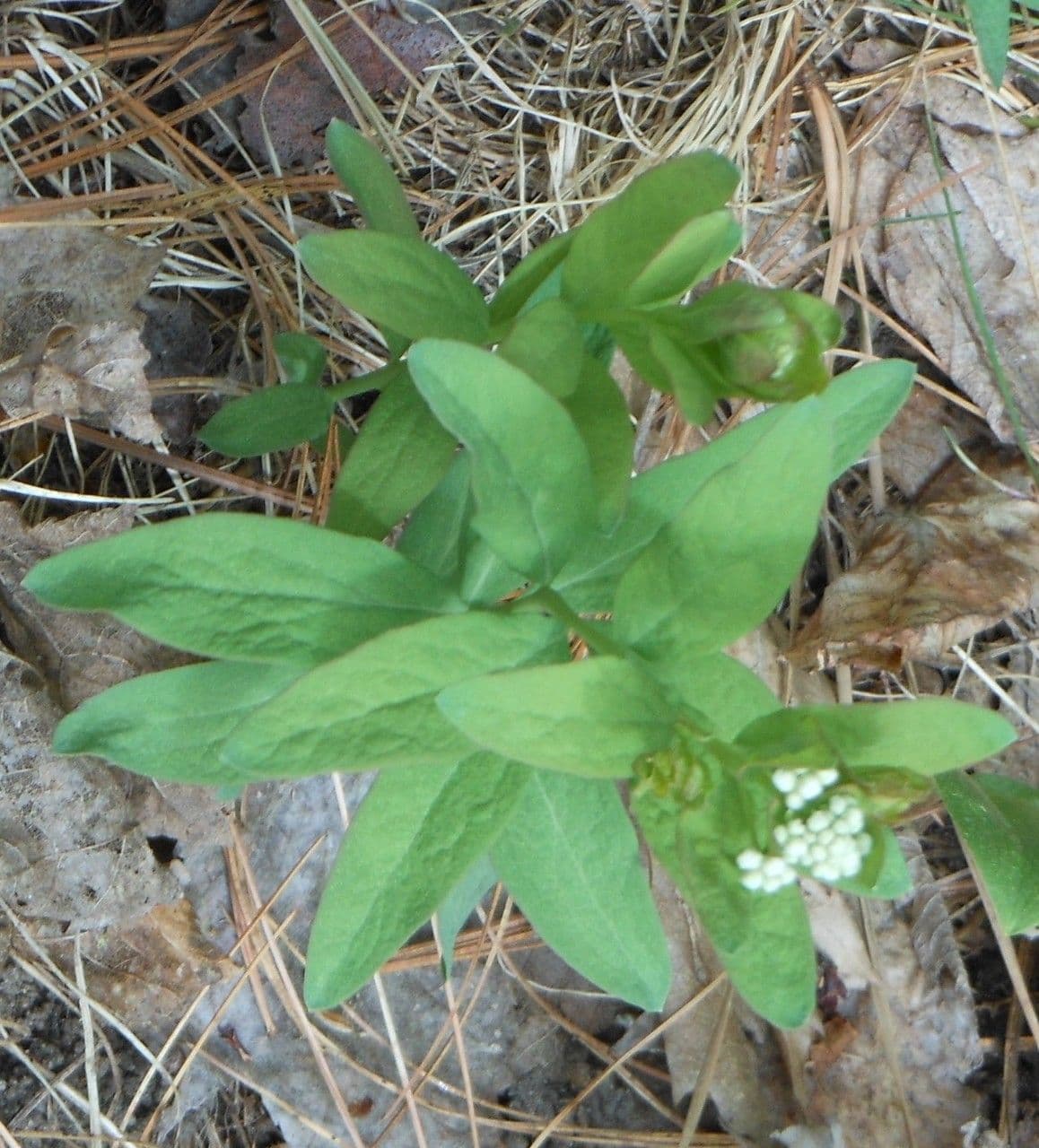Comandra umbellata 12