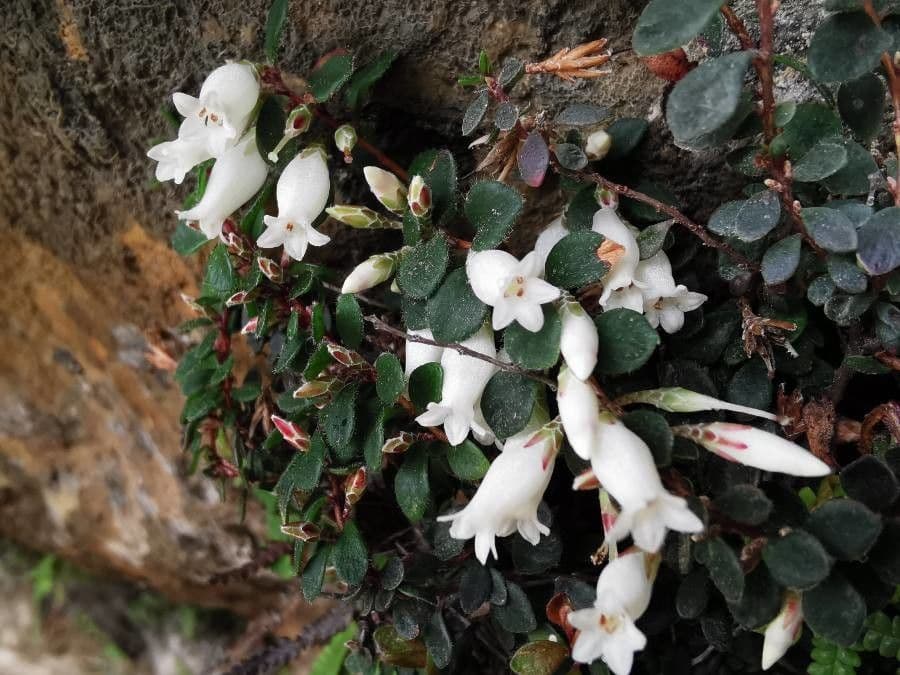 Epacris 2