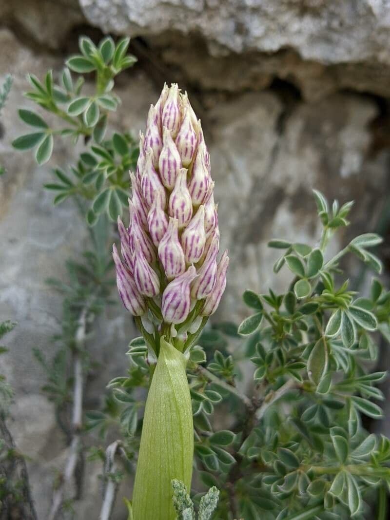 Orchide Uomo Nudo 19