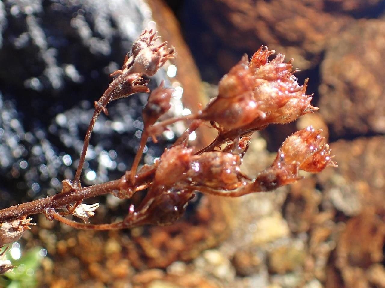 Saxifraga