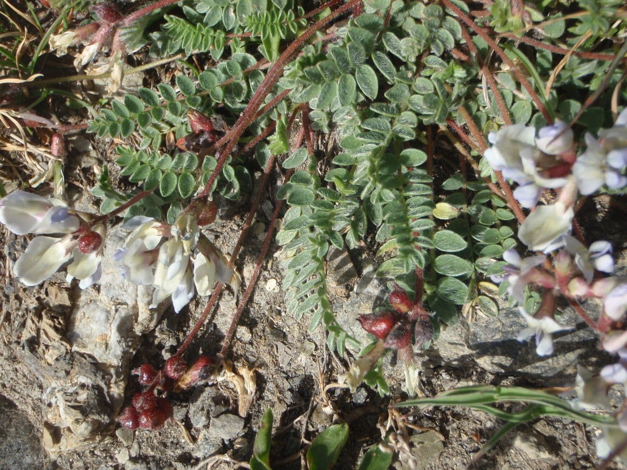 Ossitropide svizzero 13