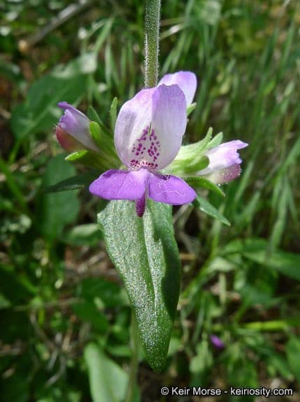 Collinsia concolor 5