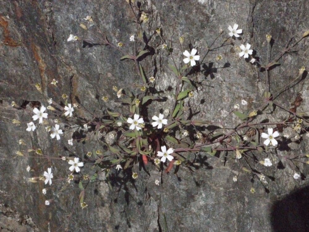 Silene rupestre 8
