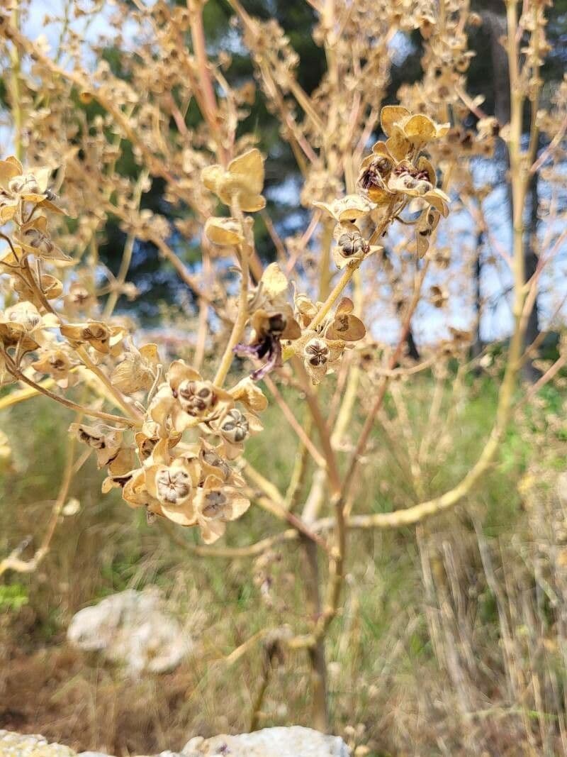 Atriplice sagittata 2