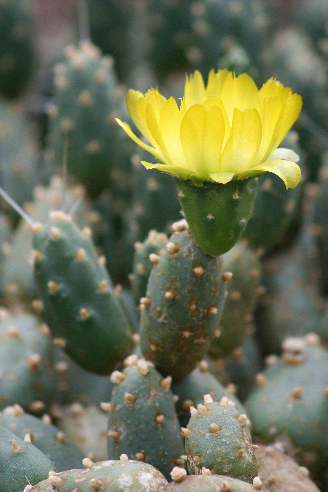 Cumulopuntia boliviana 2