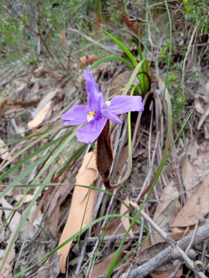 Patersonia 2